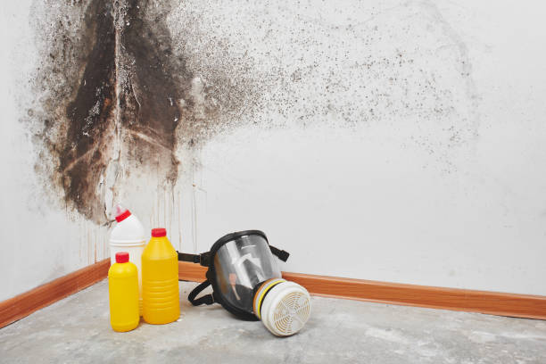 Best Mold Remediation for Specific Building Types in Eagle Pass, TX
