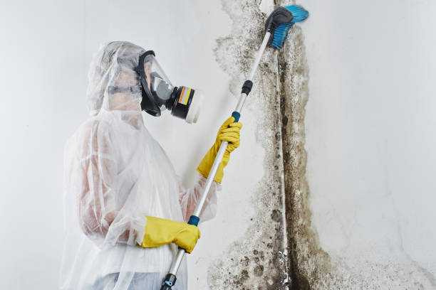 Best Black Mold Remediation in Eagle Pass, TX
