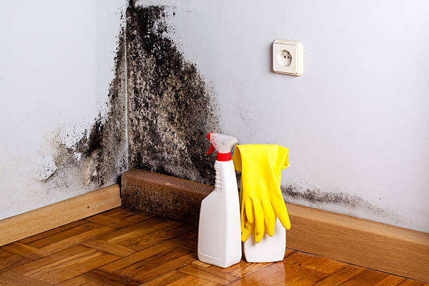 Best Mold Remediation for Schools in Eagle Pass, TX