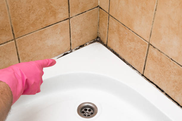 Best Attic Mold Remediation in Eagle Pass, TX